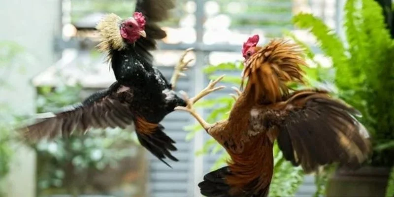 Các đầu mục cần nắm khi tham gia đá gà Thomo