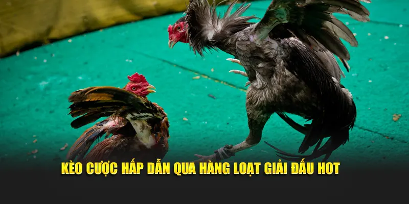Kèo cược hấp dẫn qua hàng loạt giải đấu hot