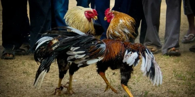 Khái quát về đá gà Thomo