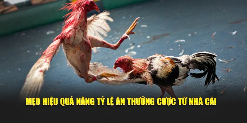 Mẹo hiệu quả nâng tỷ lệ ăn thưởng cược từ nhà cái